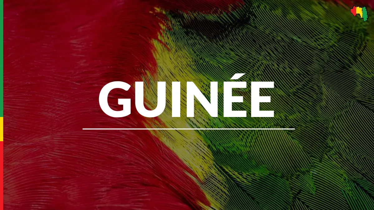Freelance · 70+ études · Habitat · Guinée